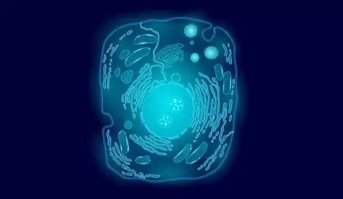 Disfunción mitocondrial en el envejecimiento