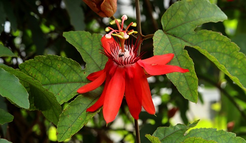 ¿Qué es la pasiflora y para qué sirve? ¿Qué es la pasiflora y para qué sirve?