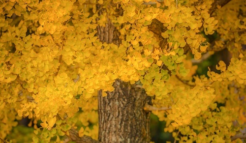 Beneficios del ginko biloba para la salud Beneficios del ginko biloba para la salud