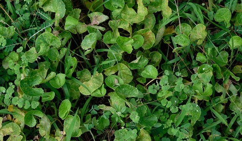 ¿Para qué sirve la centella asiática? ¿Para qué sirve la centella asiática?