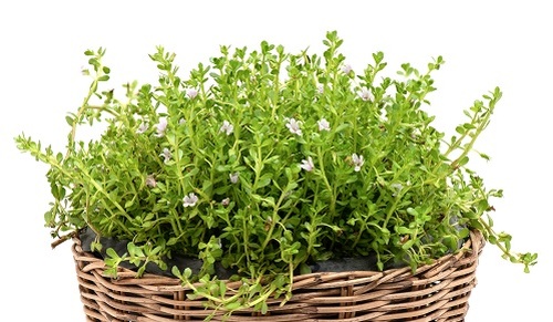 Propiedades del hisopo de agua o bacopa monnieri Propiedades del hisopo de agua o bacopa monnieri