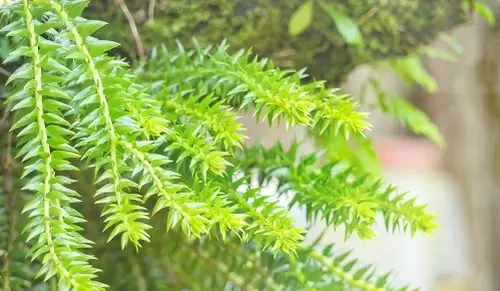 Propiedades y beneficios de la Huperzia serrata