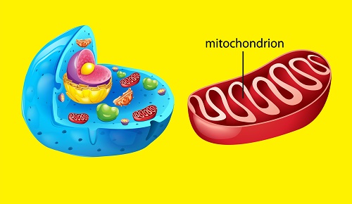 La estimulación luminosa de las mitocondrias ayuda a combatir la diabetes 