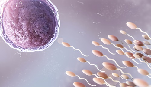 La calidad del esperma influye en la longevidad de los hombres La calidad del esperma influye en la longevidad de los hombres